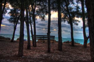 Fort Taylor trees
